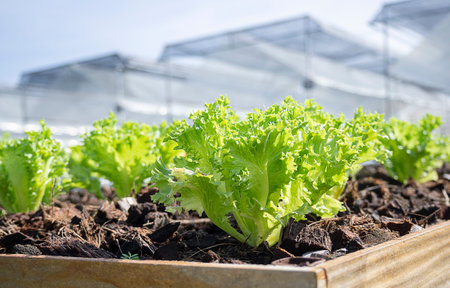 Hydroponic agricultural system, organic hydroponic vegetable garden at greenhouse. Growing plants using mineral nutrient solutions.の写真素材