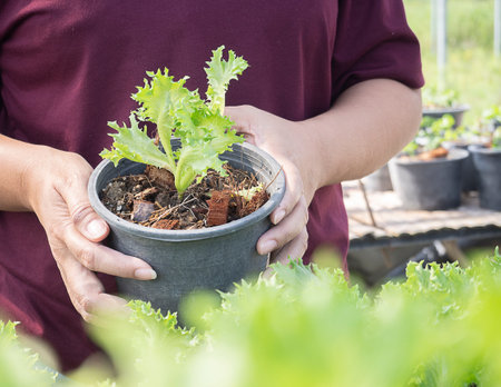 Hands of farmer harvesting vegetable organic salad, lettuce from hydroponic farm. Selective focus on fresh green salad grown without pesticides in hydroponic greenhouse.の写真素材