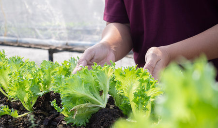 Salad in caring hands. Hydroponic vegetables salad farm. Hydroponics method of growing plants. Female gardener working and care nursery plats hydroponic in greenhouse.の写真素材
