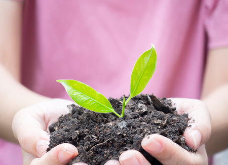 Close up hands holding young plant for planting. World environment day concept with girl holding small trees in both hands to plant in the ground.の写真素材