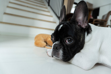 Cute French bulldog lying on the floor in home with his teddy dog friend and looks up to something.の写真素材