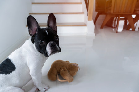 Portrait picture of black and white French Bulldog puppy who sit  on a floor with his teddy toy friend and look at the camera.の写真素材
