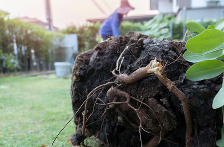 A close-up of bare root fruit trees ready for planting in the garden and blurred background with man plants a tree. Nature, environment and ecology concept.の写真素材