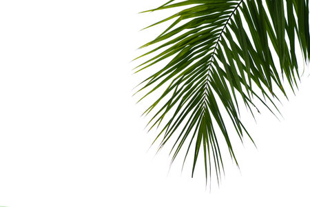 Beautiful green coconut leaf isolated on white background with clipping path for design elements, tropical leaf, summer backgroundの写真素材