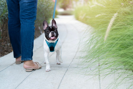 French bulldog wearing dog leashes stand with person and walking in the garden with warm light in eveningの写真素材