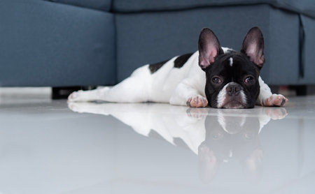 Small black and white French Bulldog lie down and sleeping on a floor near the sofa and looking to the camera. Rest and relax animal conceptの写真素材