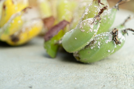 Selective focus. Close up of white aphids sticking to banana peel. Banana have aphids. disease and sick on banana.の写真素材