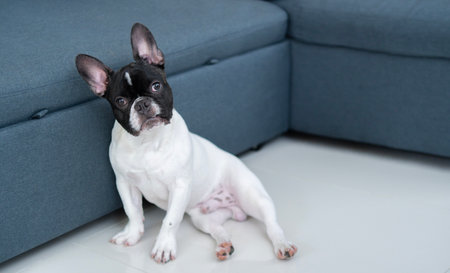 Cute black and white short-haired young French bulldog lounging on the floor nearby blue sofa bed  in the living room. Happy or Tired sleeping or having rest, have lazy time animal.の写真素材