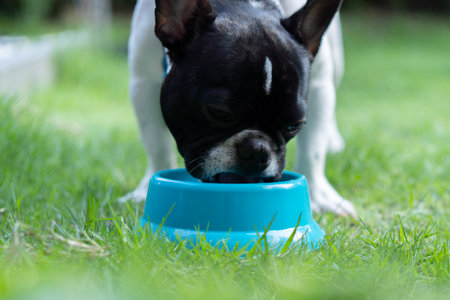 Front view of black and white french bulldog puppy eating from pet plates on the grass in the garden. Take care and feed pets concept.の写真素材