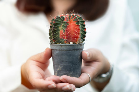 A woman hand holds a small decorative cactus in a black pot. A prickly evergreen plant belonging to the genus of cacti loves warmth. hobby and lifestyle concept.の写真素材
