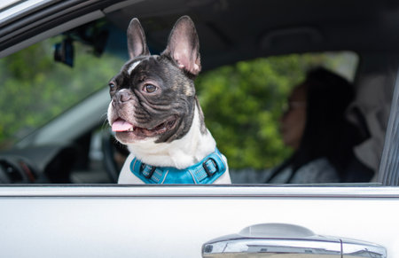 Adorable French Bulldog with owner  looking out opened window while sitting in automobile parked in countryside on summer day.の写真素材