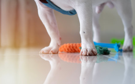 Cropped image of Adorable dog legs and cotton dog toys, Close up of French bulldog legs standing or waiting to go to play outsite. Selective focus.の写真素材