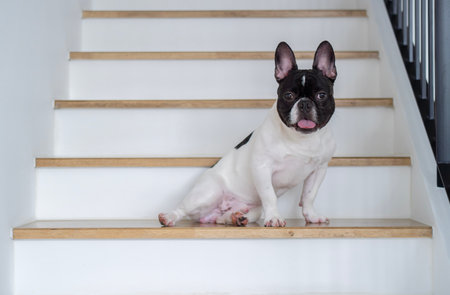 Portrait of a Black and white french bulldog sitting politely on the stair at home and looking at the camera, posing for dog photoshoot.の写真素材