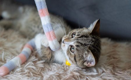 Cute young gray tabby cat kitten lying down looking up playing and biting a string toy on soft carpet. Close up, selective focus.の写真素材
