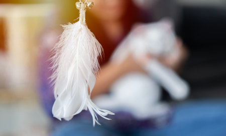 Close up of toy white feather toy for cat with blurred british shorthair kitten on woman hands background. Feather toy for cat concept.の写真素材