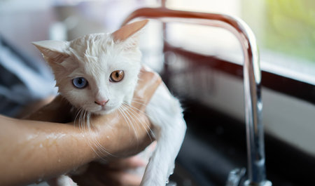 Hairdresser doing beauty care wet relaxing a bath or beauty salon for boring white cat or kitten. Selective focus.の写真素材