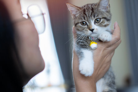 Back view of beautiful girl  holds her beloved pet in her arms. Scottish kitten in the arms of the girl. thoroughbred British cat.の写真素材