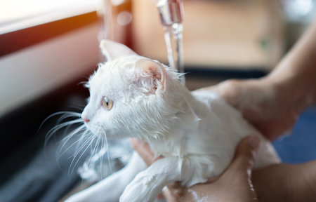 Funny white cat in shower or bath. Washing cat in groomer salon. Pet hygiene concept. Wet cat.の写真素材
