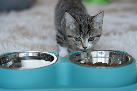 Selective focus of beautiful gray munchkin cat eating on a metal bowl. Taking care of pets. Cute domestic animal.の写真素材