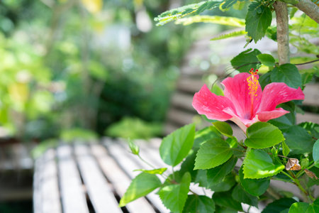 Old wooden bench on a nature background of a country house with hibiscus flower. A cozy place for relaxation and solitude in the garden.の写真素材