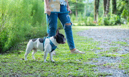 Shot of side view of attractive young woman standing with her lovely French bulldog in a natural park in springtime.の写真素材