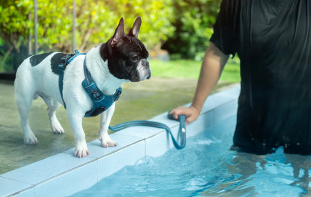 Adorable little French Bulldog standing and listen to command while at swimming pool. Dog training and exercise. Selective focus.の写真素材