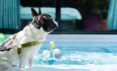 A black and white French bulldog sitting by a swimming pool ready for exercise. French bulldog swimmingの写真素材
