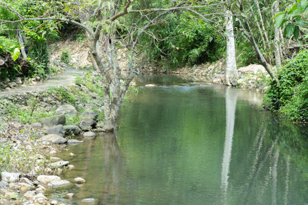 Spring forest nature landscape, beautiful spring stream, river rocks in mountain forest. Background, wallpaper concept.の写真素材