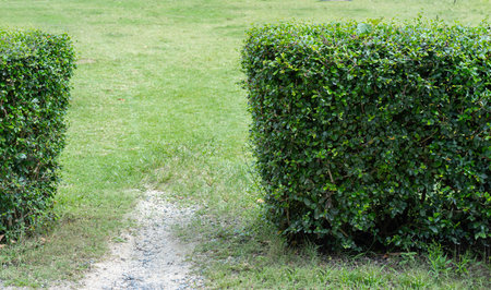 Cropped image of green leafed bushes, Square shape. For making fences and decorating the garden for...