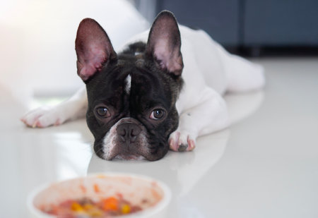Portrait of sad or sick French bulldog get bored of food. French bulldog laying down by the bowl of dog food and ignoring it. Pet's health and behavior concept.の写真素材