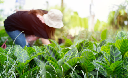 Woman shopping for potted flowers in a gardening market. The concept of gardening, planting and shopping. copy space.の写真素材