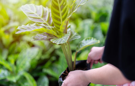 Woman choosing which Zibra plant to buy in garden center. Customer shopping vegetable seedling. Selective focus.の写真素材