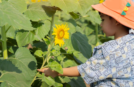 Side view of cute Asian child with sunflower in summer field. Kid exploring nature. Baby having fun. Summer activity for inquisitive children.の写真素材