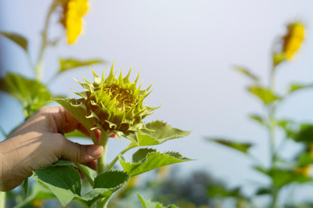 Young sunflower in hand. Someday it will bloom as a beautiful sunflower. Selective focus, copy space.の写真素材