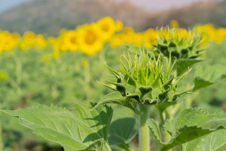 Sunflowers are still green, and will soon bloom in the meadow background with sunlight on the sunny day.の写真素材