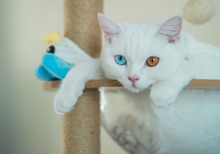 The portrait of white cat with different eyes in cat cafe. Cat with 2 different-colored eyes...