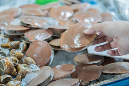 Scallops in shell on hand for sale at a fresh seafood market - edible saltwater clams - Pecten...