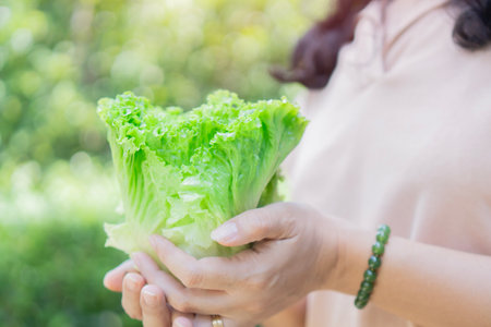 A woman hands holds a green lettuce in her hands over nature background. Organic eating concept. Selective focus.の写真素材