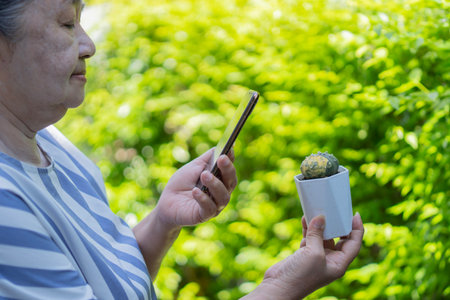 Cropped shot of an elderly Asian woman with a phone taking pictures of a cactus in a pot in the...