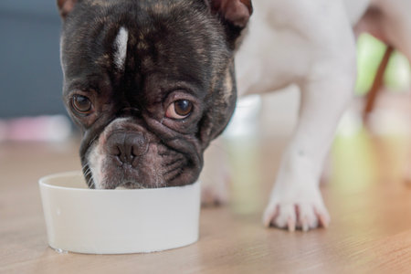 Close-up shot of black and white French bulldog eats on the floor in the house from a white bowl....