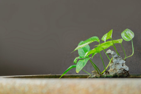 Golden Pothos In a natural stone pot over gray wall background. Epipremnum aureum, houseplant, golden pothos. Copy space.の写真素材