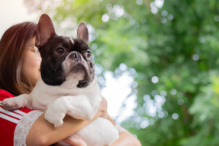 Young woman holding a french bulldog on arms at public park with copy space. Outdoor with pet concept.の写真素材