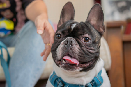 Close-up black and white French bulldog sitting by owner and look at the camera in the living room.の写真素材