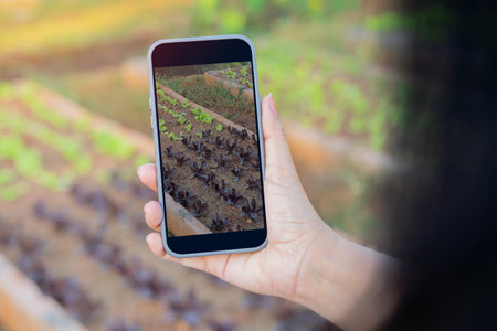 Hand of business women take a photo of salad vegetable green oak and red oak lettuce in her organic hydroponic farm.の写真素材