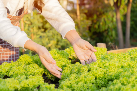 Young woman harvesting fresh lettuce from raised bed, vegetable patch in garden and is happy. Selective focus.の写真素材