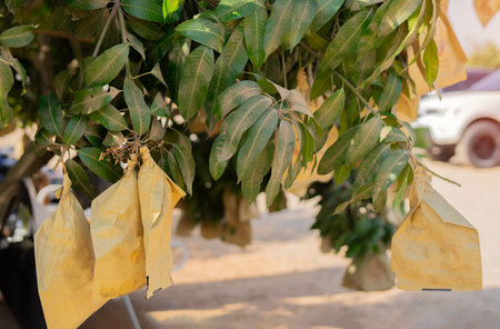 Protected from insects with ripe mangoes wrapped in papers bags in green fruit in agriculture.の写真素材