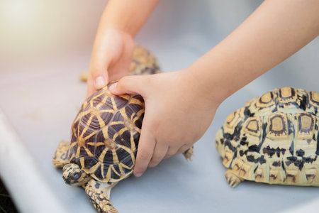 Shot of child hands holding and peting turtles on gray tray. Concept Turtle, pet, dear friend. children feeding animals. Selective focus.の写真素材