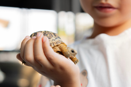 Little boy with his pet tortoise at home. Care and grooming of pets. Selective focus.の写真素材