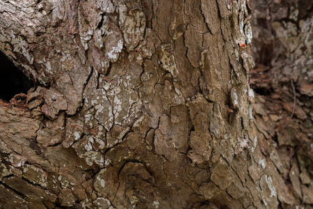 Close-up of old weather beaten tree bark texture background pattern. Wallpaper and background concept.の写真素材
