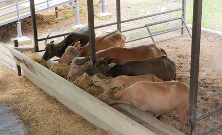 Buffalos at  dairy farm feeding  hay. The buffalo is a herbivorous mammal. Thai buffalos eating a hay in the pen in countrysideの写真素材